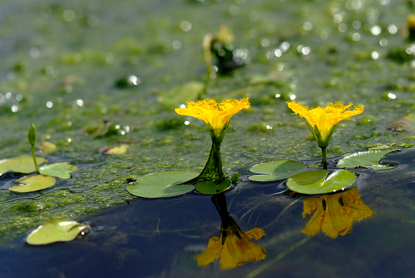 DSCF4807-2.jpg