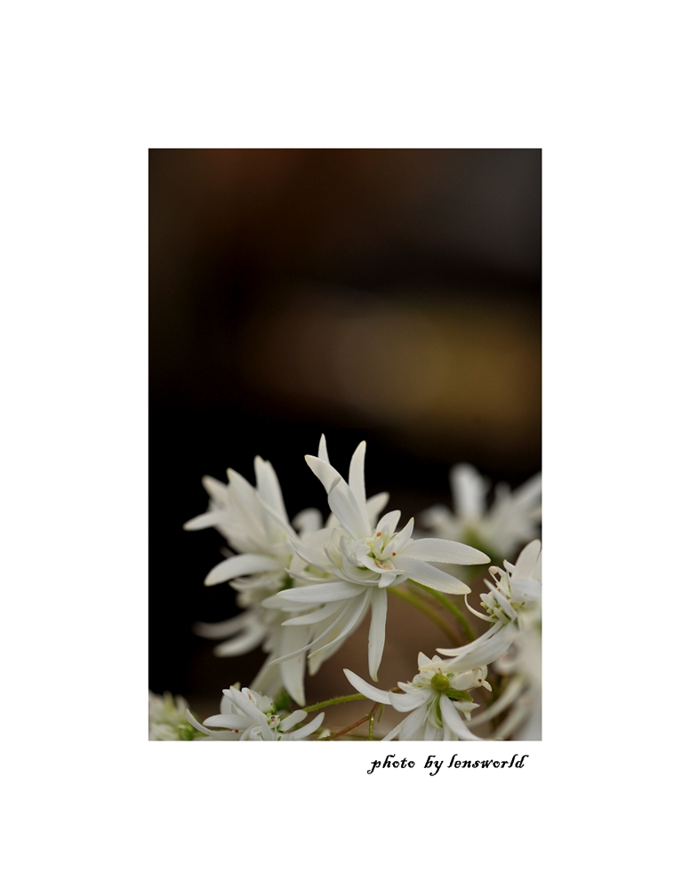 대문자(바위떡풀)꽃 (1).JPG
