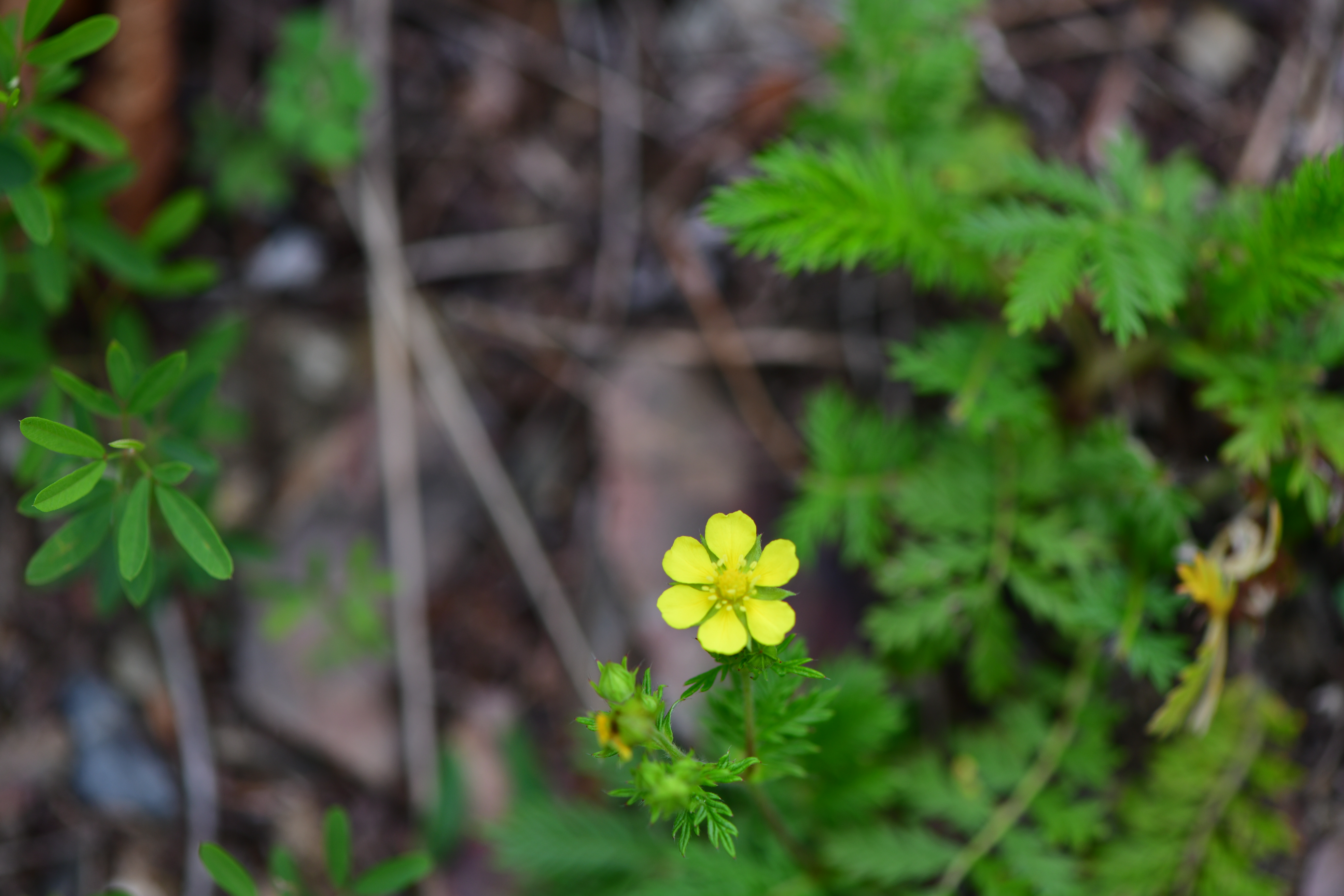 DSC_2041.JPG