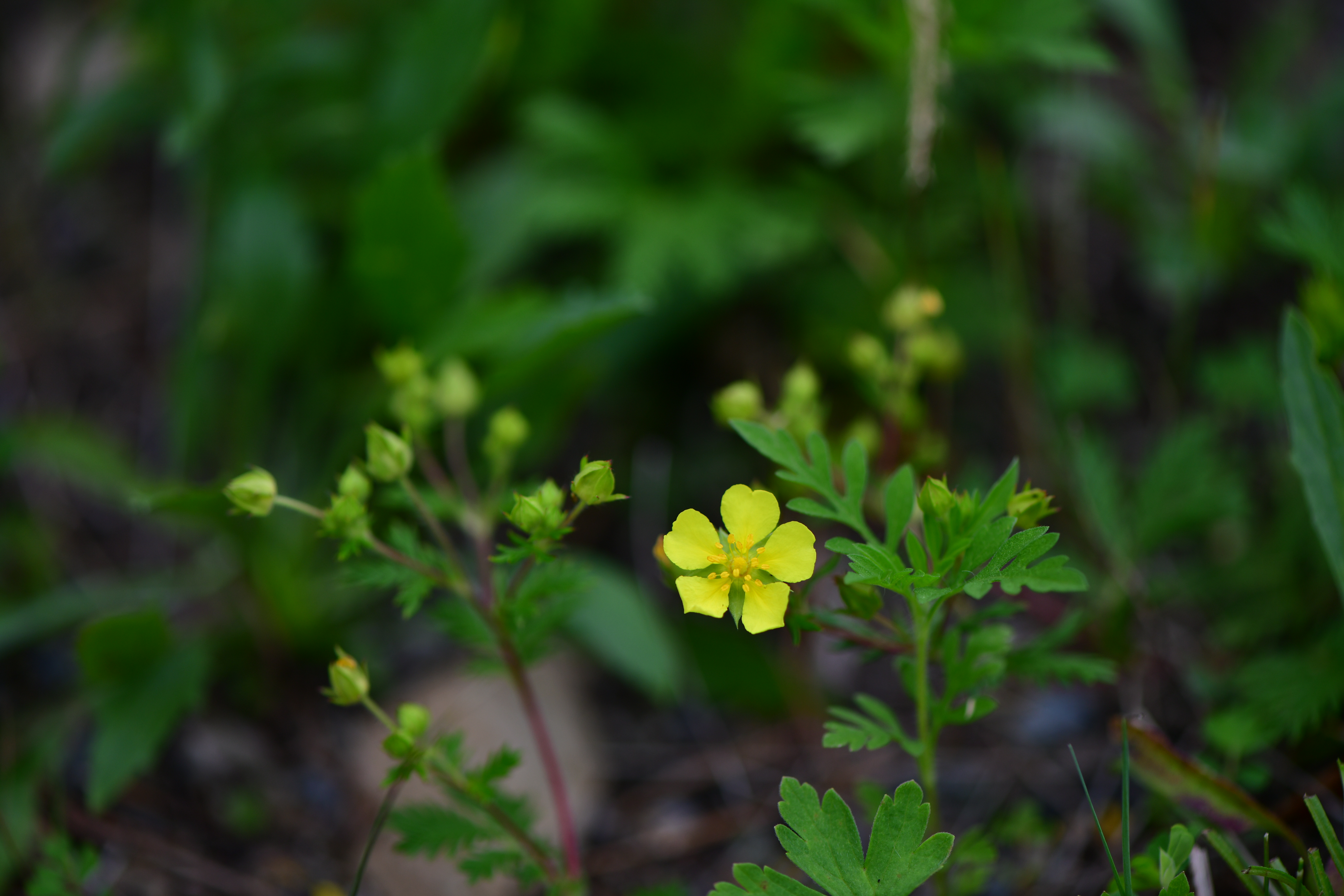 DSC_2032.JPG