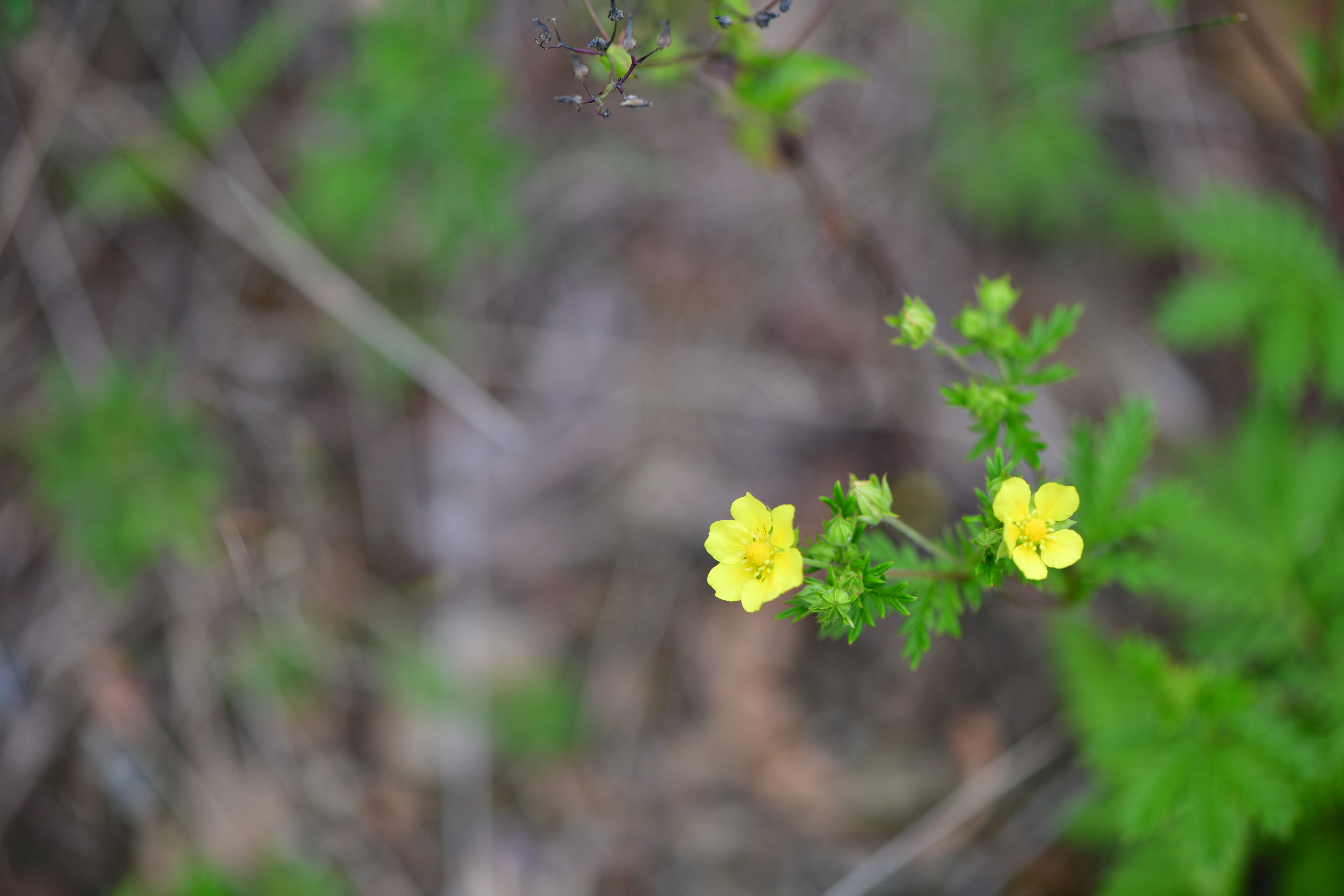 DSC_2046.JPG