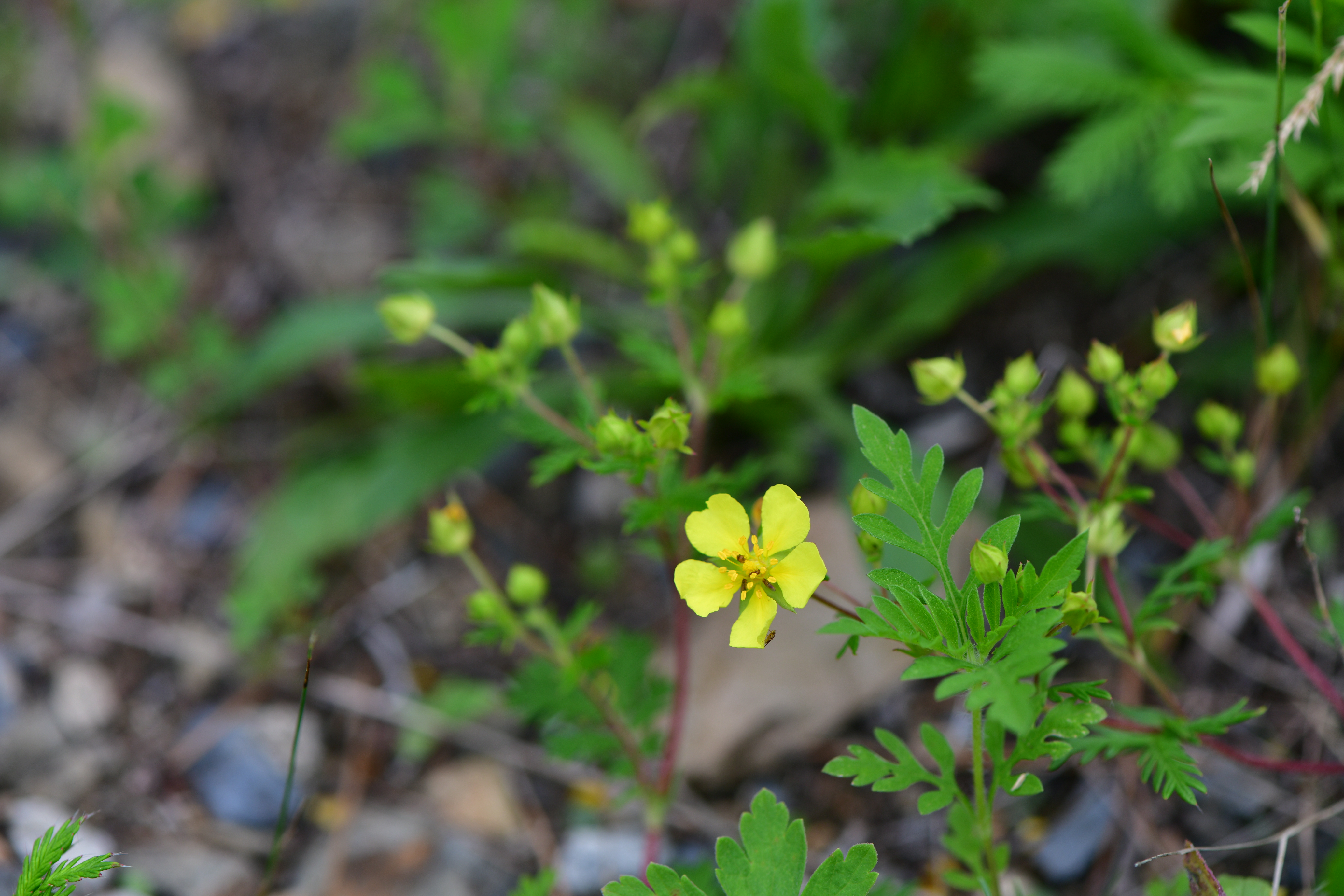 DSC_2040.JPG