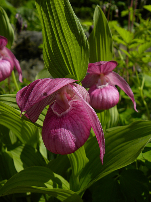 DSCN3607.jpg