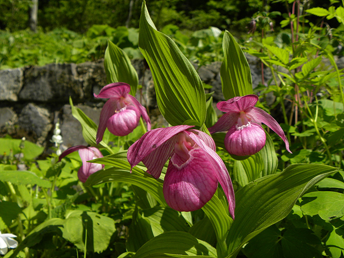 DSCN3608.jpg