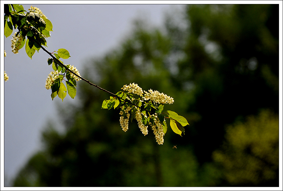 DSC_293520110516_7837.jpg