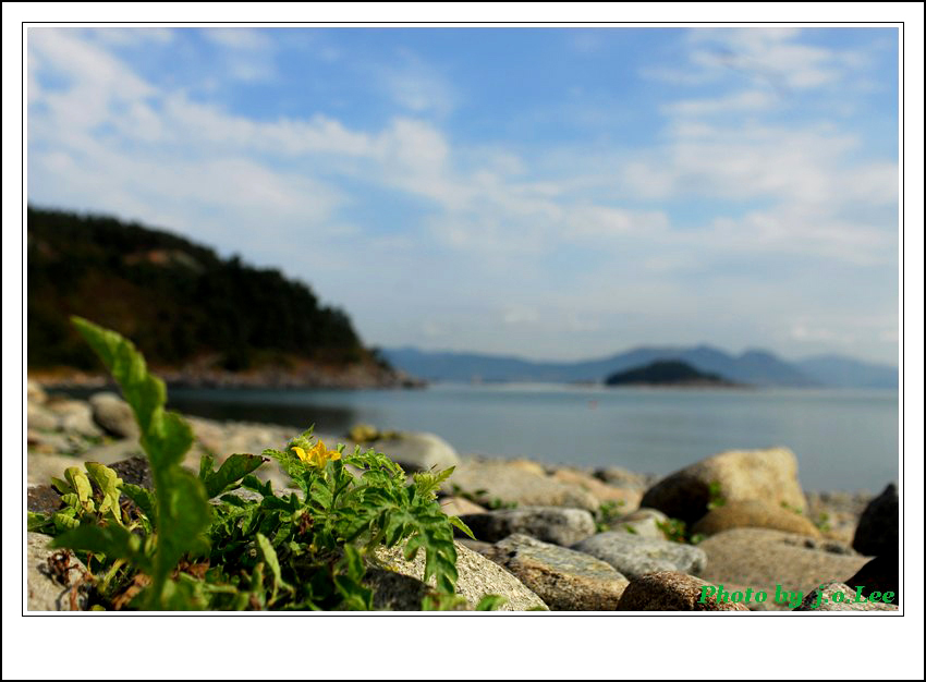 수박꽃2.jpg