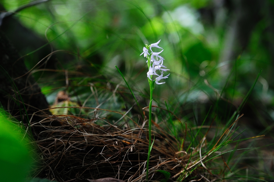 DSC_6990.JPG