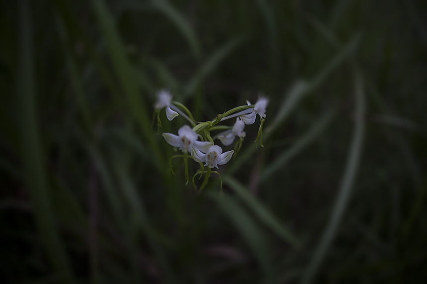 _78W0892.jpg