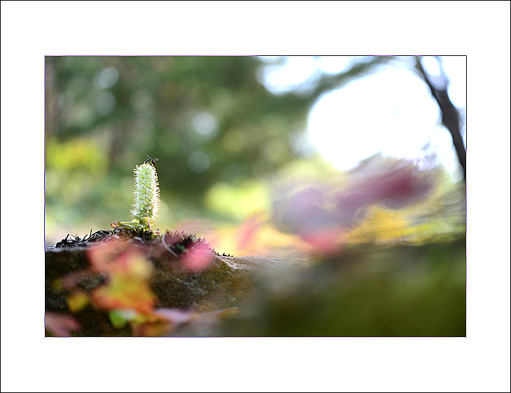 DSC_0238.jpg