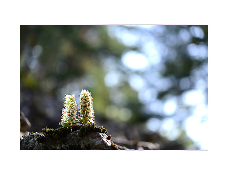 DSC_0287.jpg
