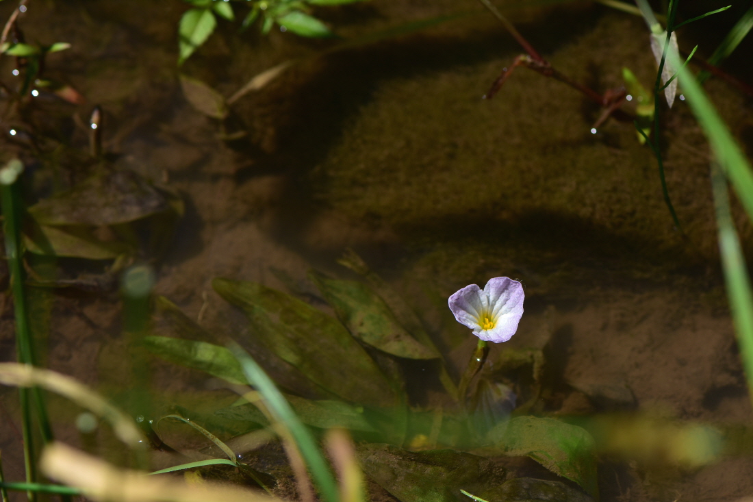 DSC_0987.JPG