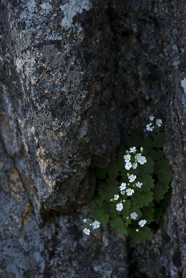 20130609_0054a-1.jpg