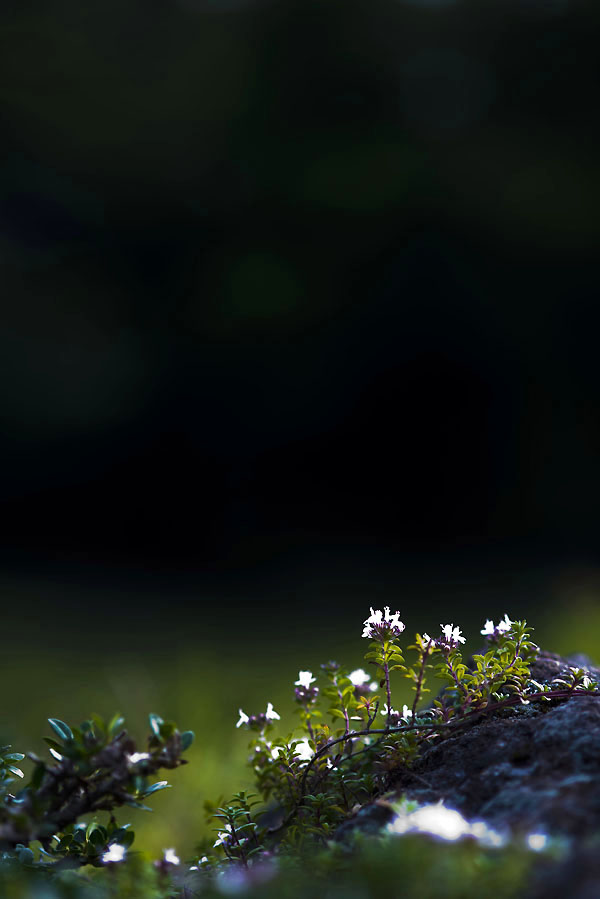 20130811_0405a-1.jpg