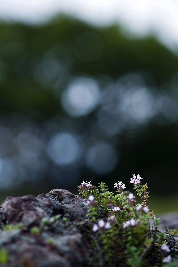 20130811_0412a-1.jpg