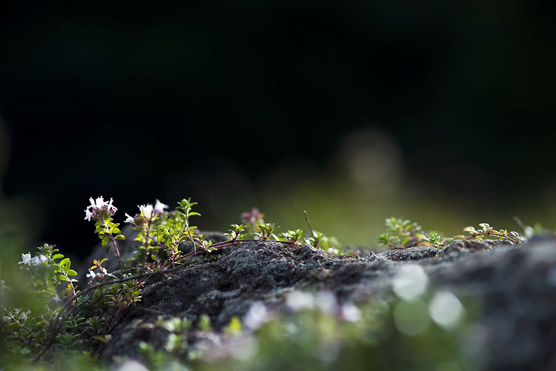 20130811_0404a-1.jpg