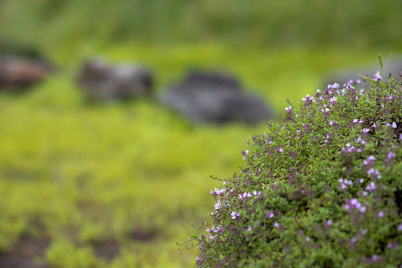 20130811_0455a-1.jpg