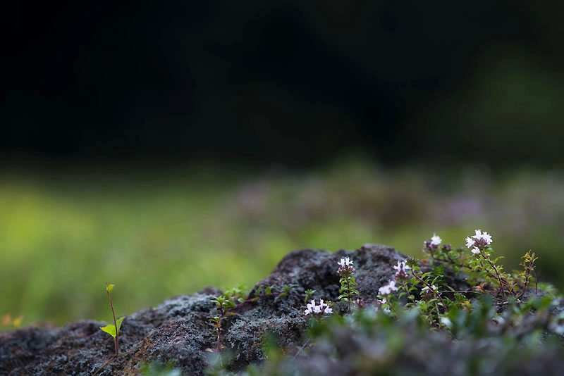 20130811_0414a-1.jpg