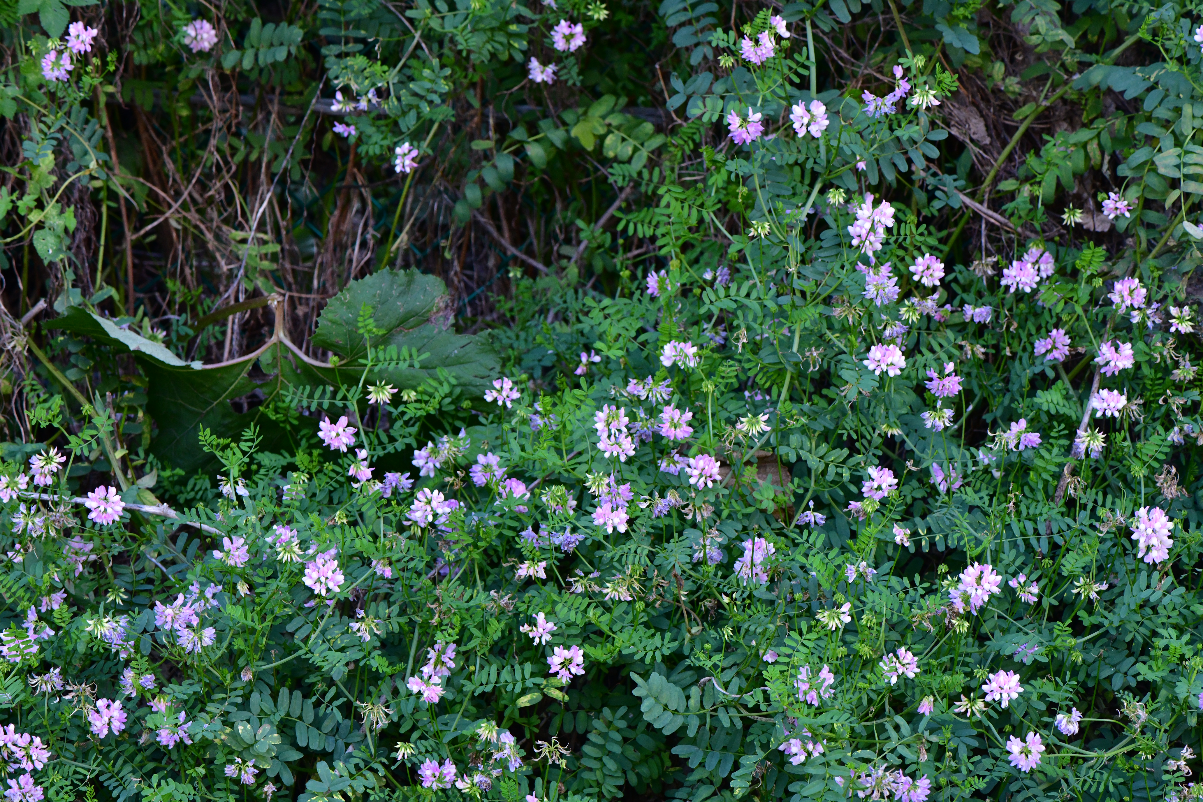 DSC_1332.JPG