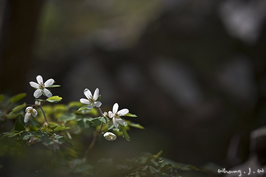 DSC_0397.jpg