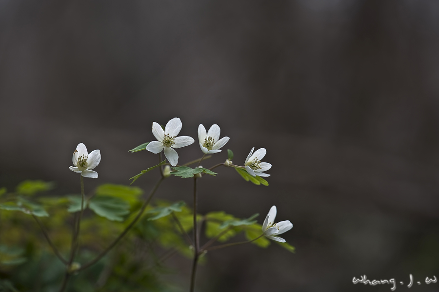 DSC_0145-1.jpg