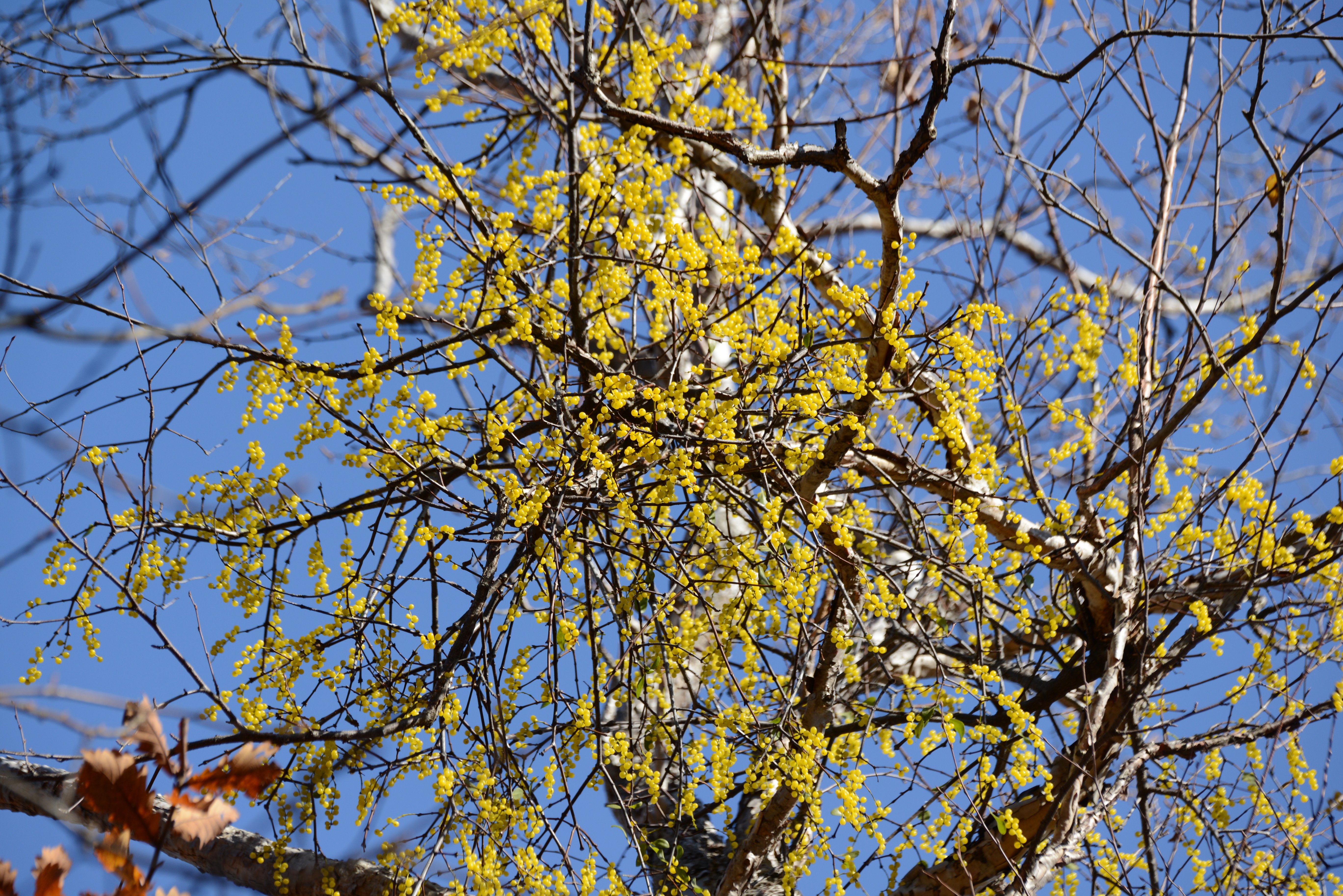 DSC_9194.JPG