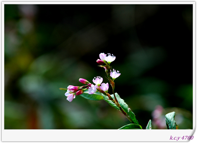 DSC_9101.jpg