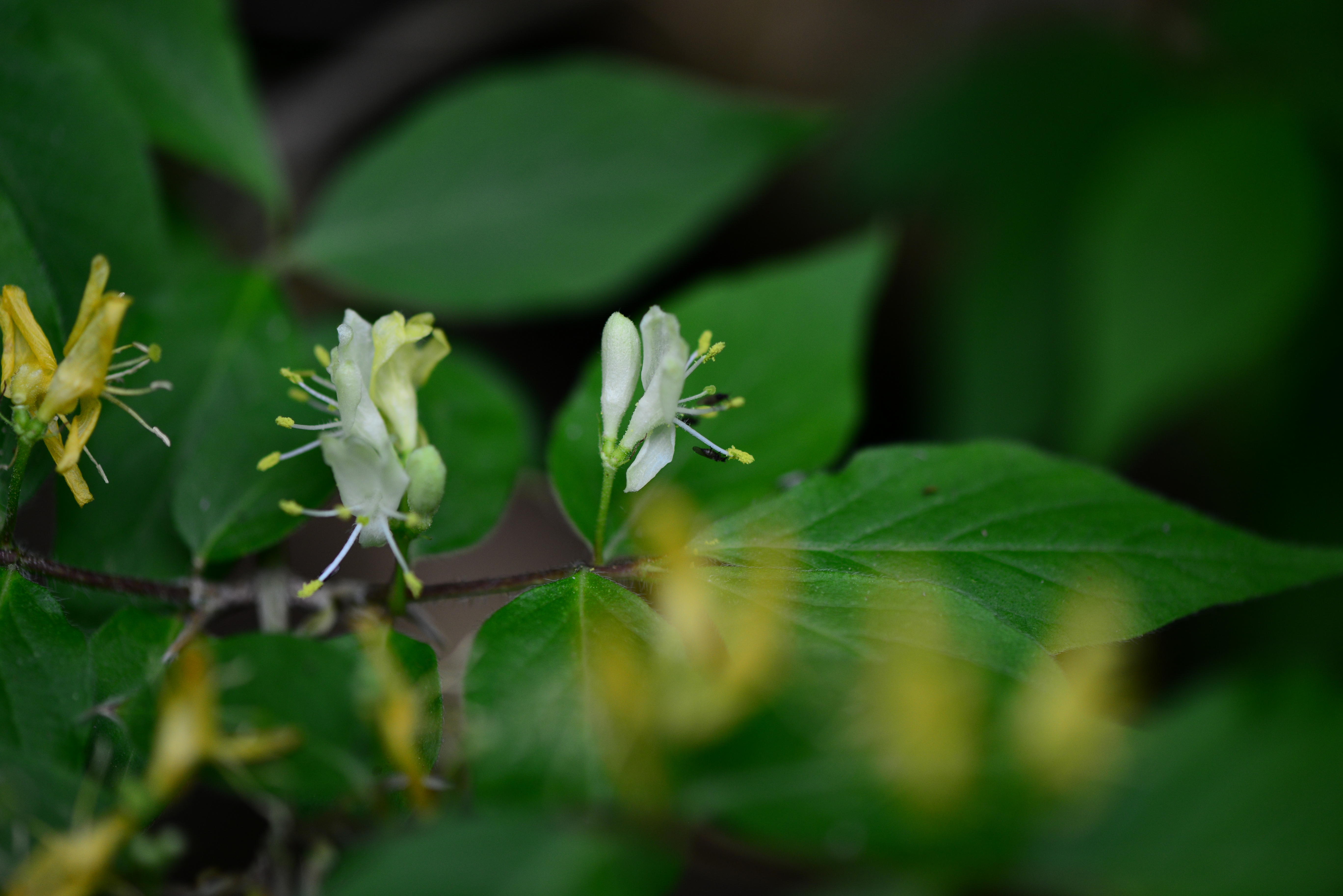 DSC_0670.JPG