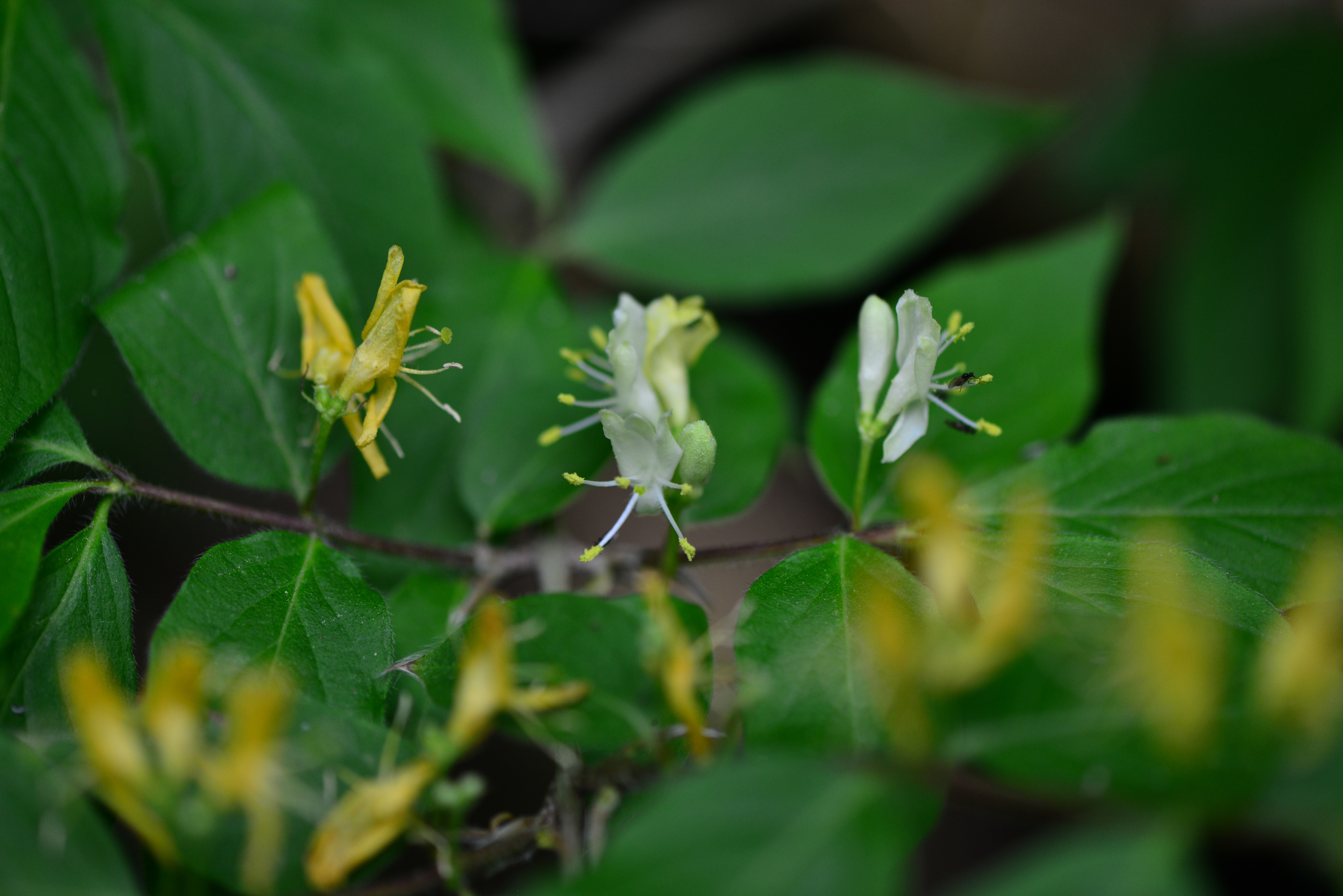 DSC_0671.JPG