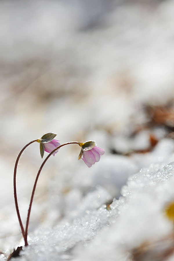 20110325_0062-1.jpg