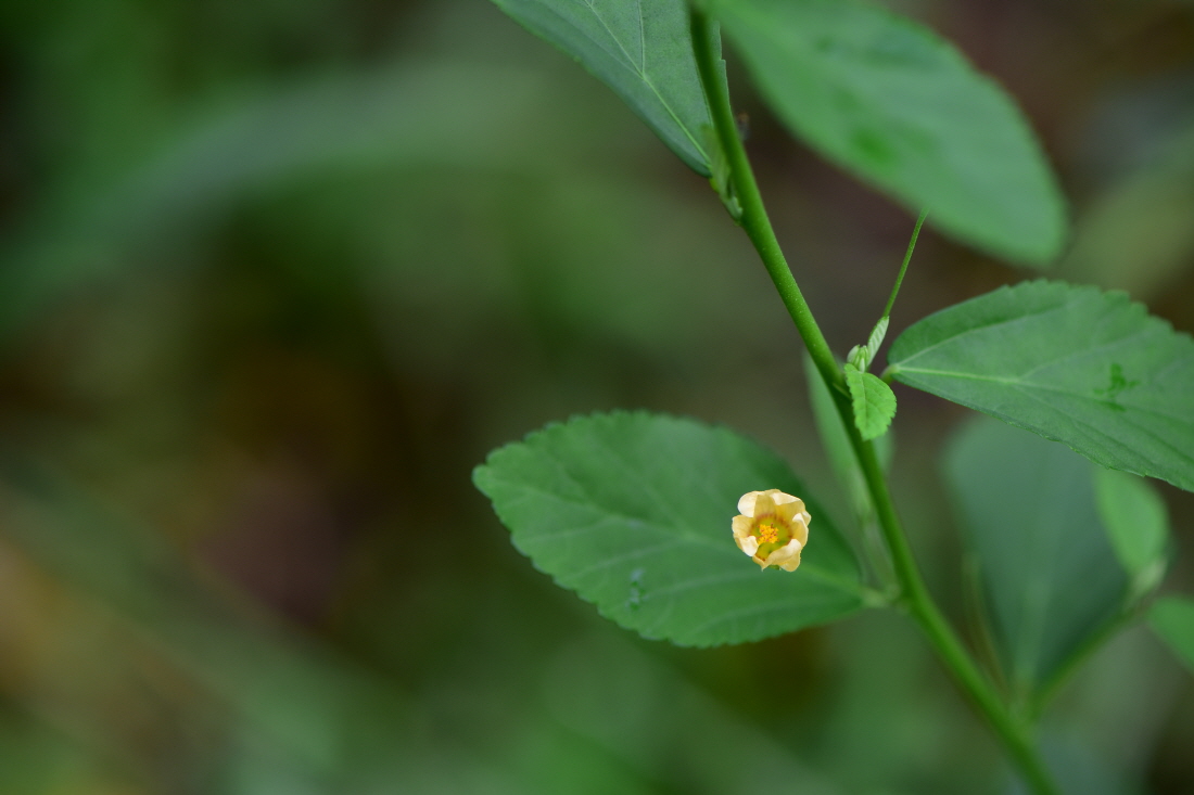 DSC_0538.JPG