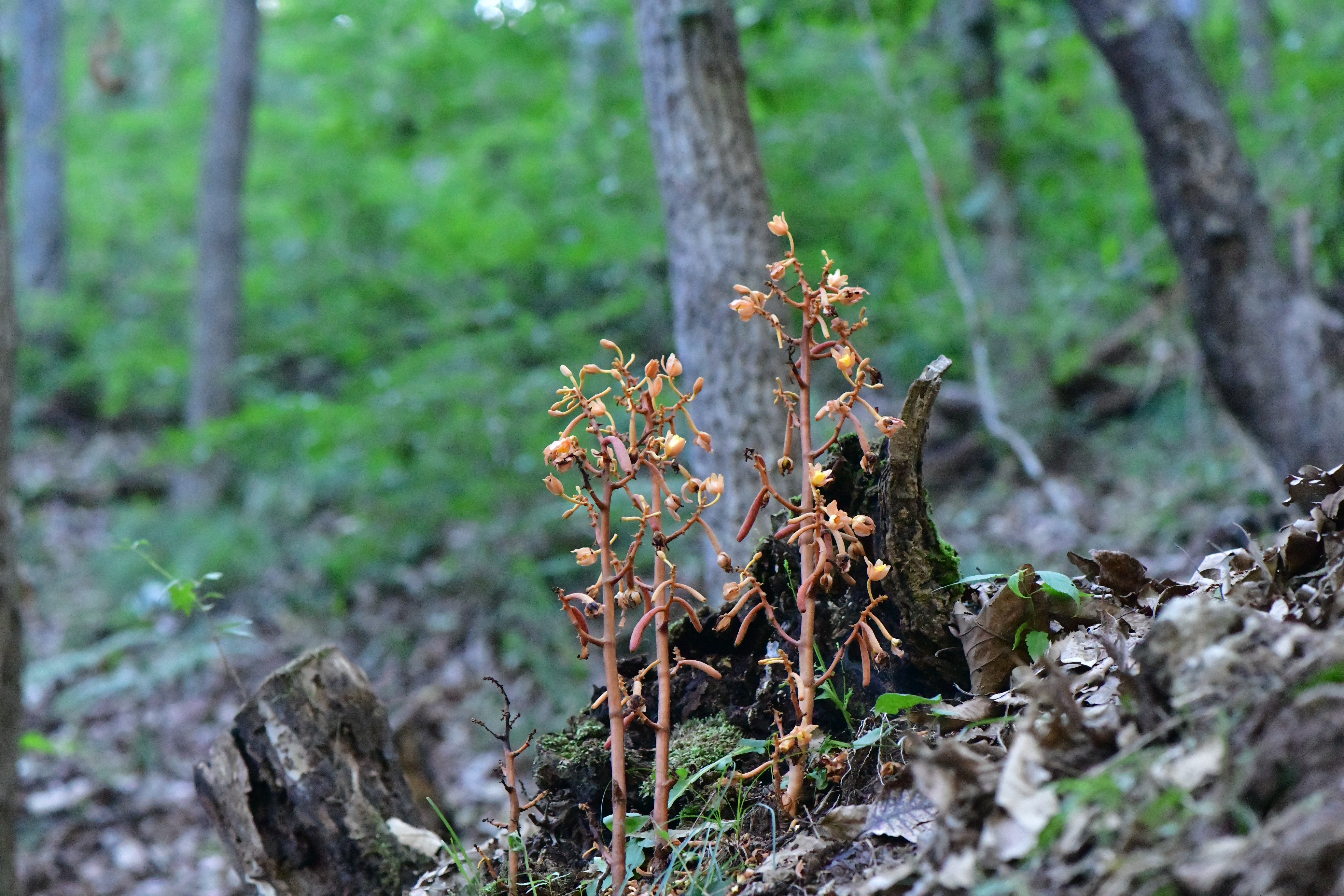 DSC_1402.JPG