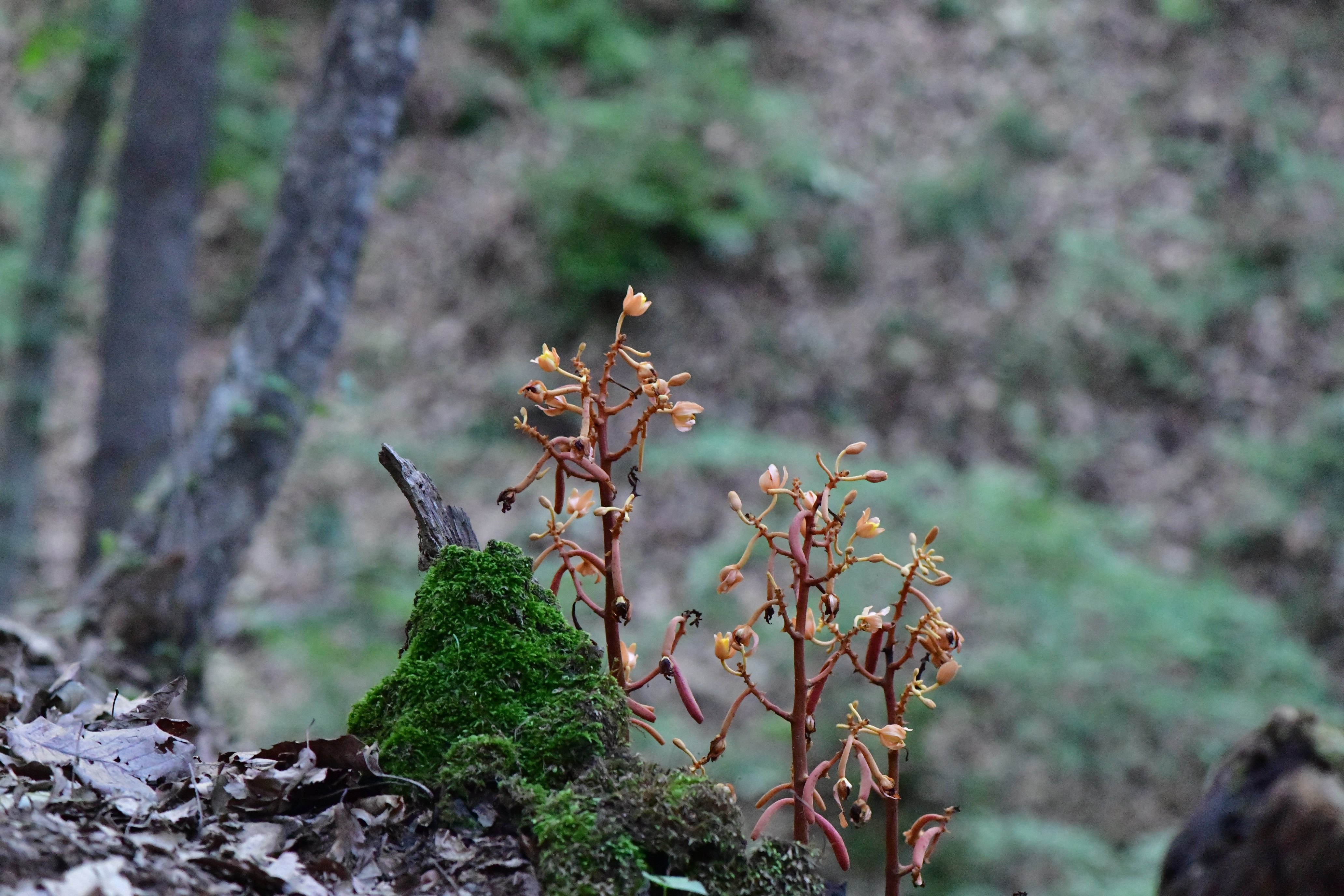 DSC_1394.JPG