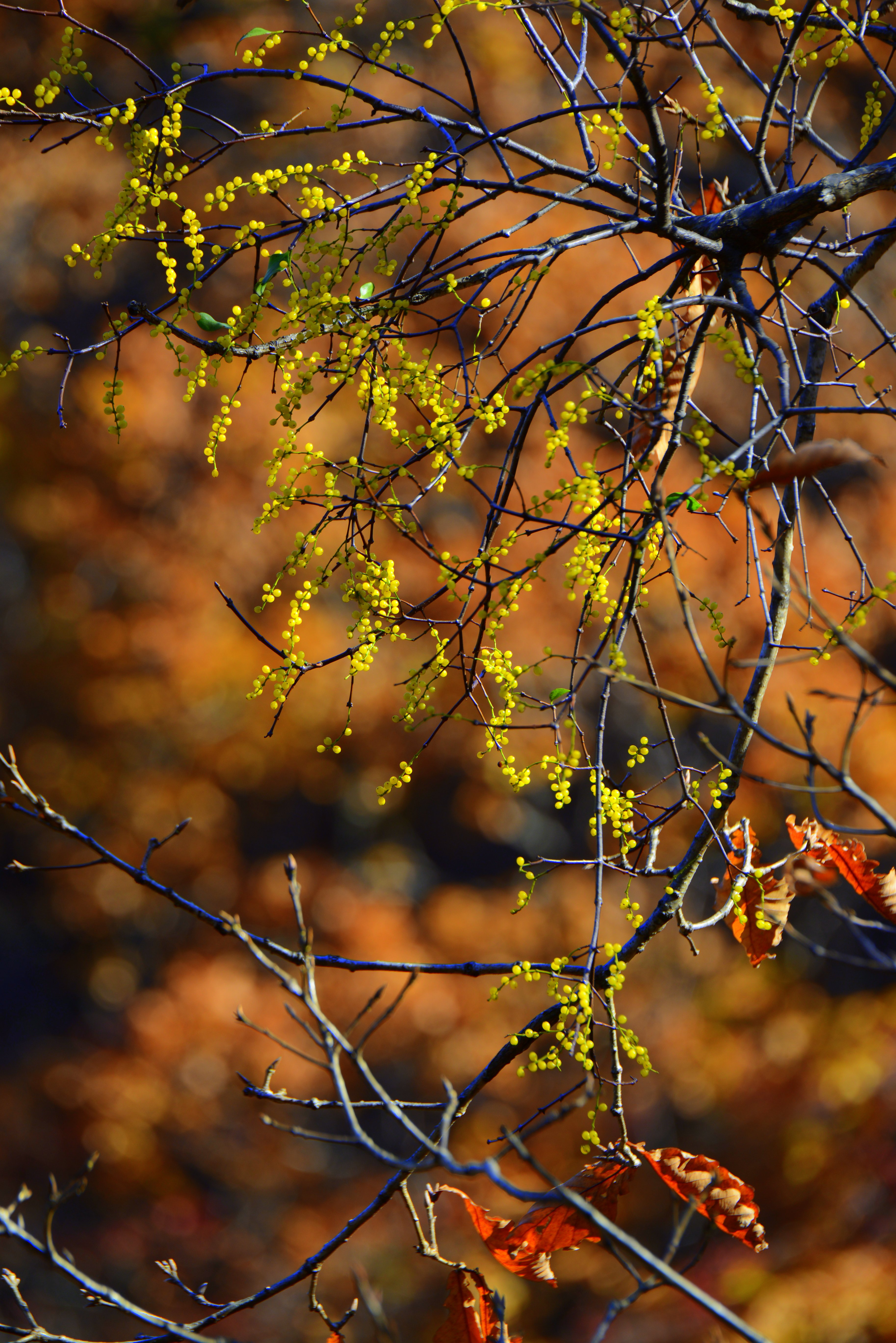 DSC_9226.JPG