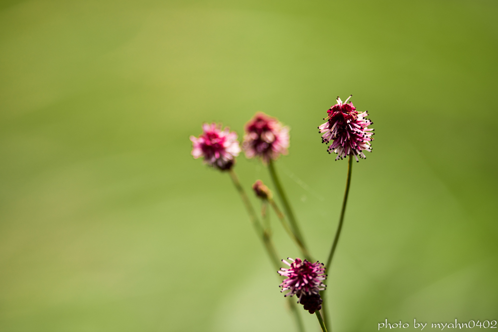 DSC_9725.jpg
