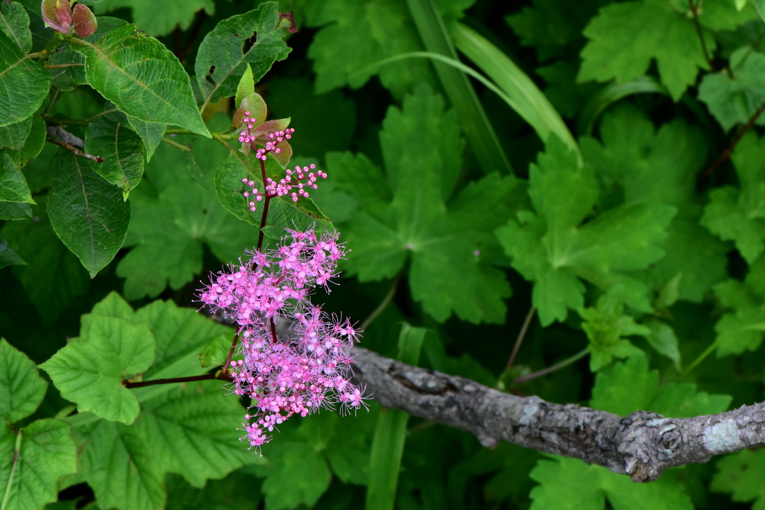 DSC_3905.JPG