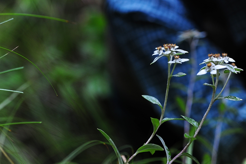 DSC_5087.JPG