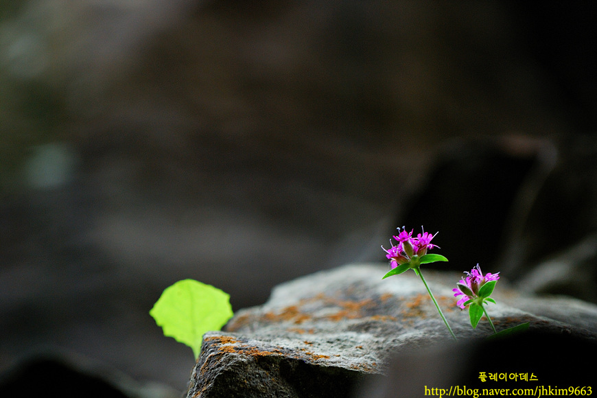 DSC_8809.jpg