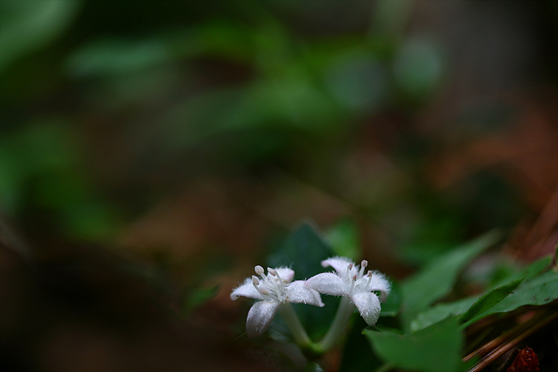 20090621안면도 340.jpg