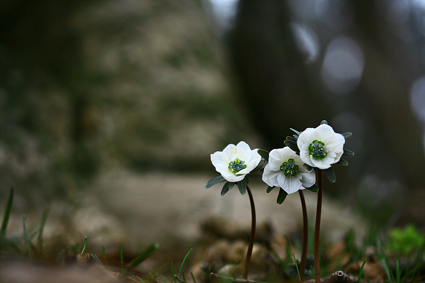2010.03.06 526.jpg