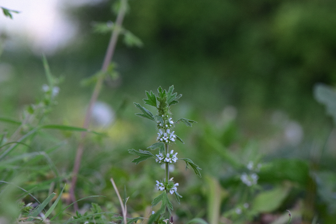DSC_0306.JPG