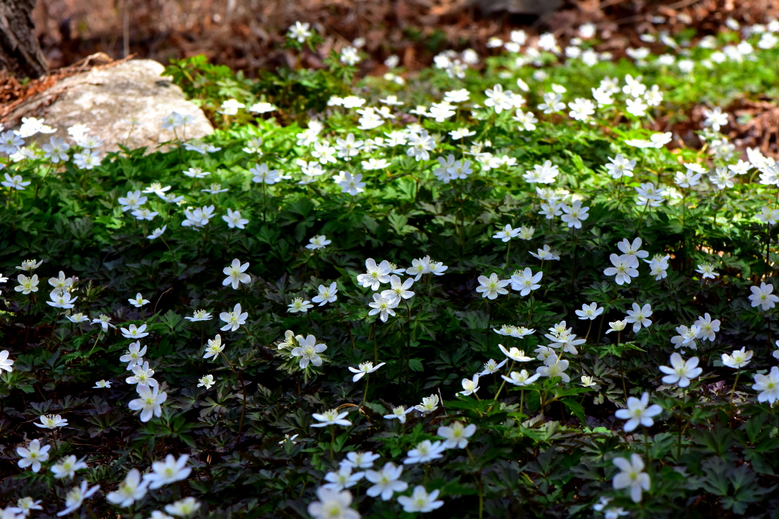 DSC_2846.JPG