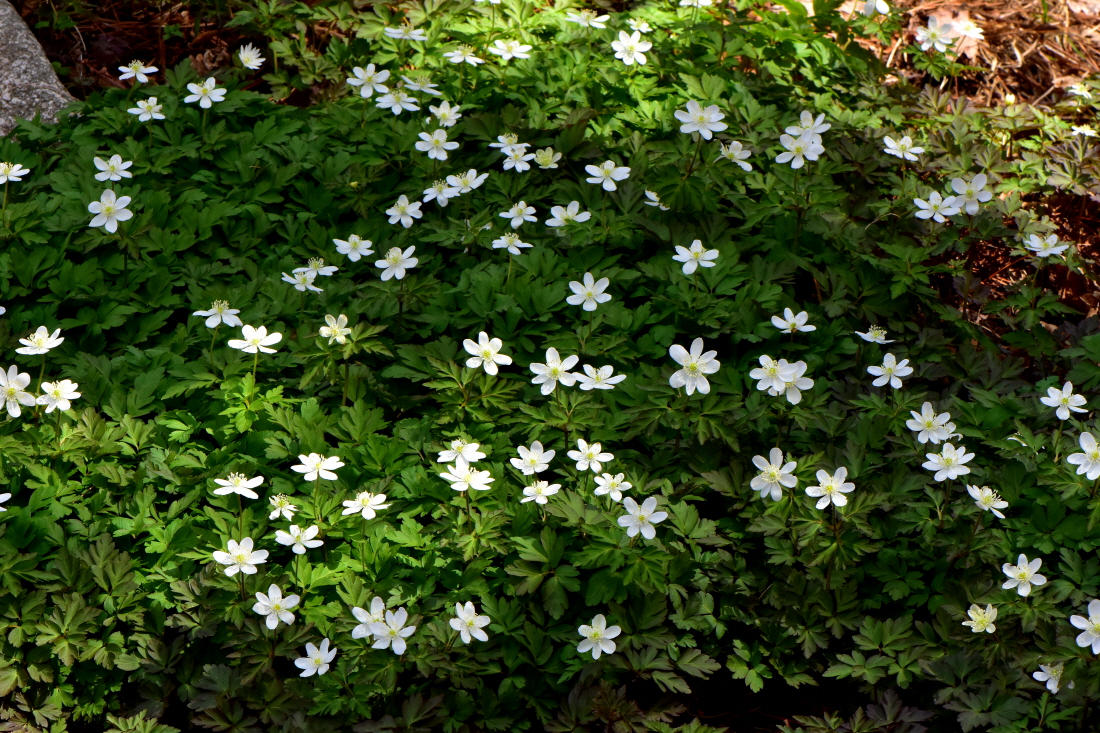 DSC_2946.JPG