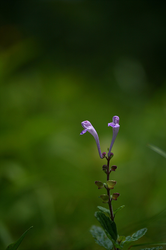 골무꽃20090621.jpg