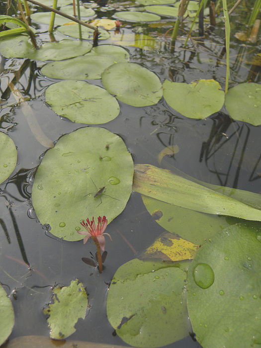 DSCN1780.jpg