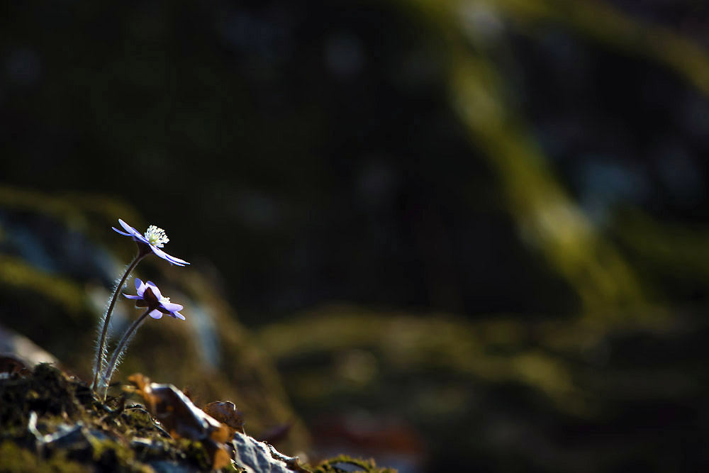 20140322_0144b-1.jpg