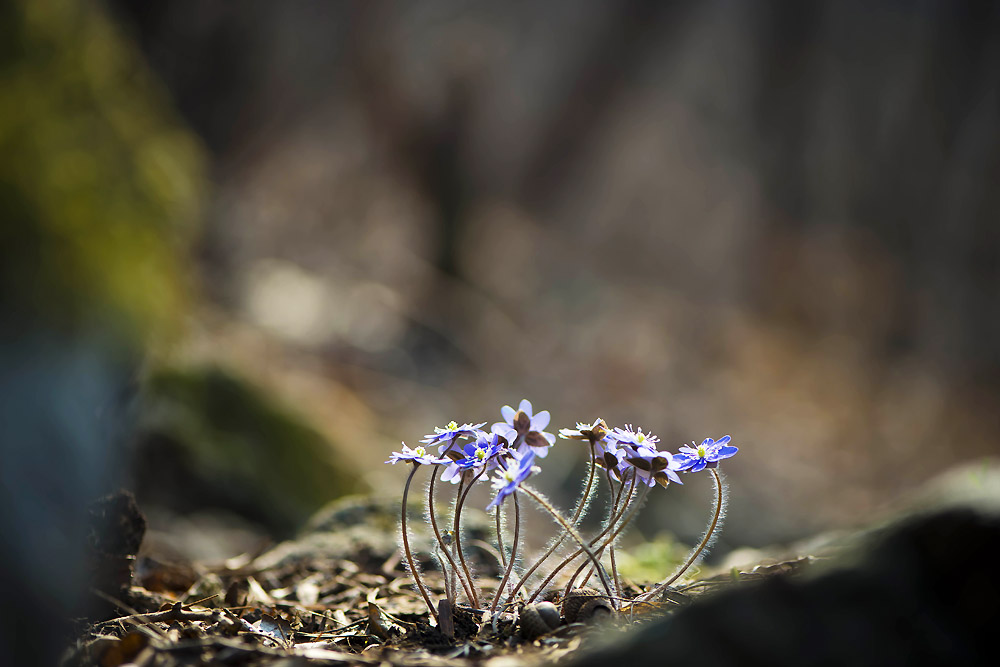 20140322_0044a-1.jpg