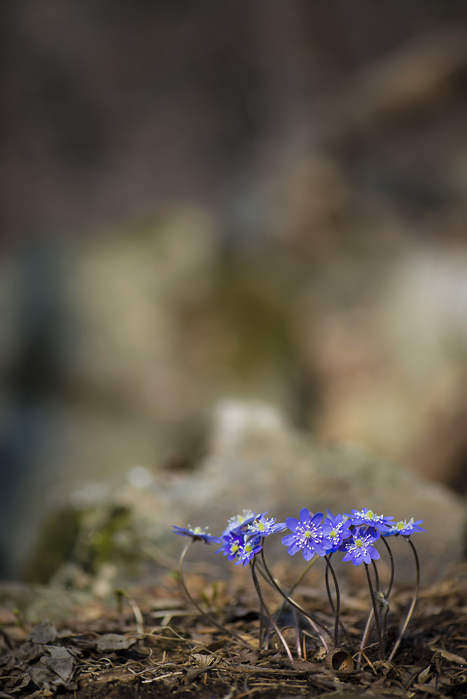 20140322_0039a-1.jpg
