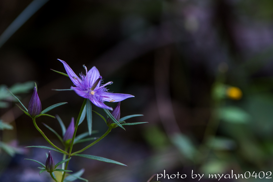 DSC_2832.jpg