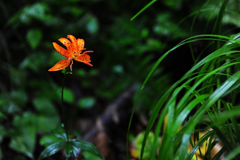 DSC_4286.JPG