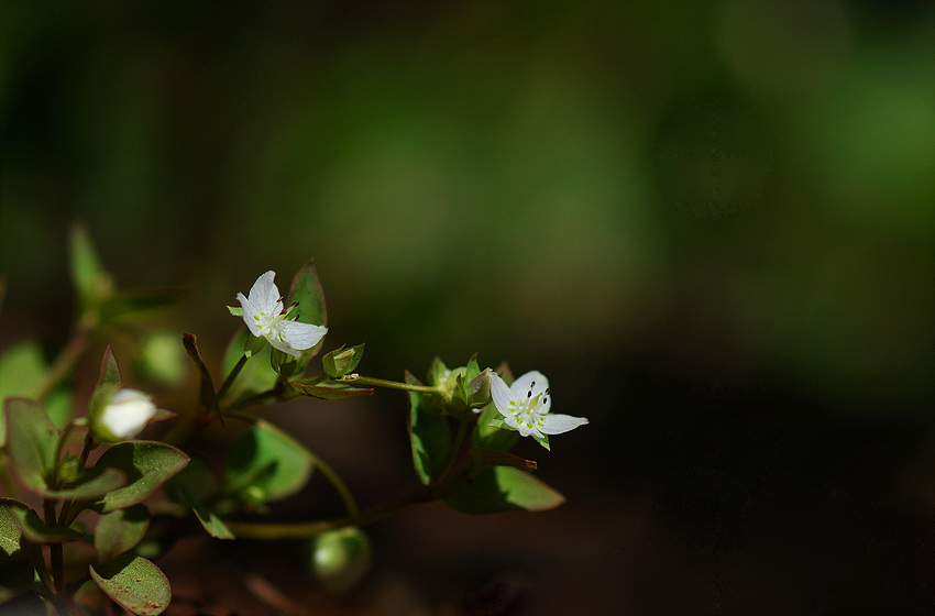 DSC_0097.jpg